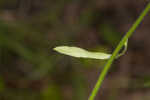 Daisy fleabane